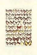 Untitled   Animals & Birds