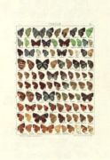 Untitled   Animals & Birds