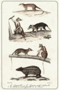 Untitled   Animals & Birds
