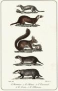 Untitled   Animals & Birds