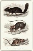 Untitled   Animals & Birds