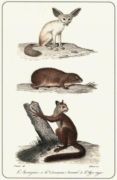 Untitled   Animals & Birds