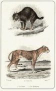 Untitled   Animals & Birds