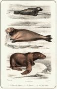 Untitled   Animals & Birds