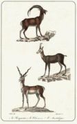 Untitled   Animals & Birds