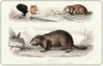 Untitled   Animals & Birds