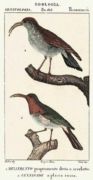 Untitled   Animals & Birds