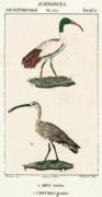 Untitled   Animals & Birds