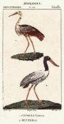 Untitled   Animals & Birds