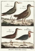 Untitled   Animals & Birds