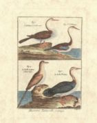Untitled   Animals & Birds