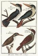 Untitled   Animals & Birds
