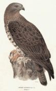 Untitled   Animals & Birds