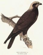Untitled   Animals & Birds