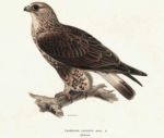 Untitled   Animals & Birds