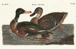 Untitled   Animals & Birds