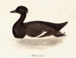 Untitled   Animals & Birds