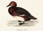 Untitled   Animals & Birds
