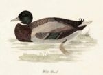 Untitled   Animals & Birds