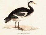 Untitled   Animals & Birds