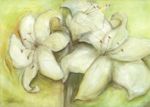 3 Graces Dagmar  Zupan