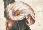 I REMEMBER CALLA Paula  Reed