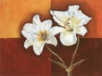 Flower & Fire C.  Namaz