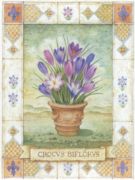 Crocus Biflorus G.  Pasi