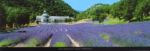 Sault - Provence Paul  Franklin