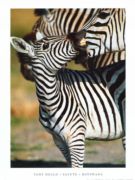 Savute - Botswana Tony  Heald
