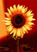 Sunrise Cassandra  Power