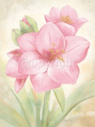 AMARYLLIS Angela  Bionda
