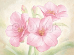 BELLADONNA LILY Angela  Bionda