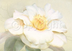 CAMELLIA ELEGANCE Annemarie Peter  Jaumann