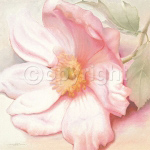 ANEMONE MONTE ROSA Annemarie Peter  Jaumann