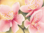 DAINTY APPLE BLOSSOMS Caroline  Wenig