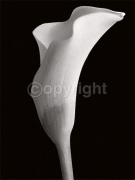 MONOCHROME CALA Helen  Maynard