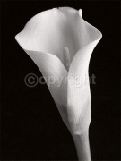 WHITE CALA Helen  Maynard