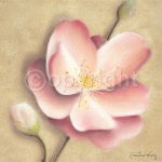 APPLE BLOSSOM I Caroline  Wenig