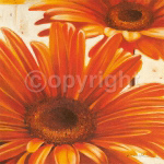 SHINING GERBERA Arkadiusz  Warminski