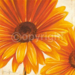SPARKLING GERBERA Arkadiusz  Warminski