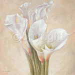 CALLAS FORMATION Vivien  White