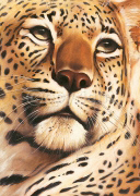 REST IN SERENGETI Arkadiusz  Warminski