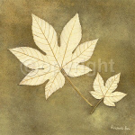 MAPLE LEAF Alexandra  Bex
