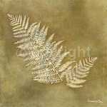 ORGANIC FERN Alexandra  Bex