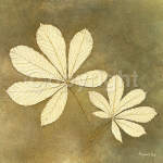 HORSE CHESTNUT LEAF Alexandra  Bex