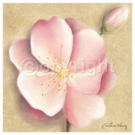 APPLE BLOSSOM III Caroline  Wenig