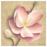 APPLE BLOSSOM I Caroline  Wenig