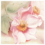 ANEMONE TOMENTOSA Annemarie Peter  Jaumann