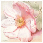 ANEMONE MONTE ROSA Annemarie Peter  Jaumann